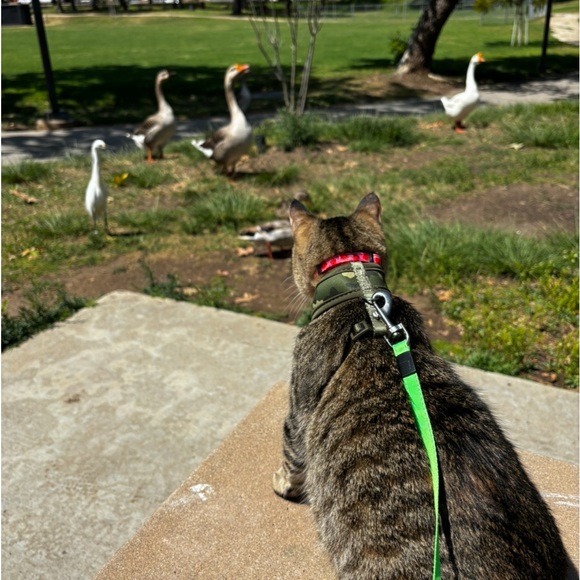 Poe & Taito (Potato) 🤎🖤 - Picture 10 of 10